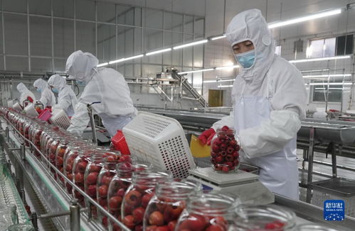 河北遵化 山楂產業生態富農