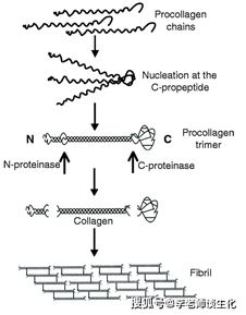 膠原的結(jié)構(gòu) 功能以及為什么不能通過飲食補充